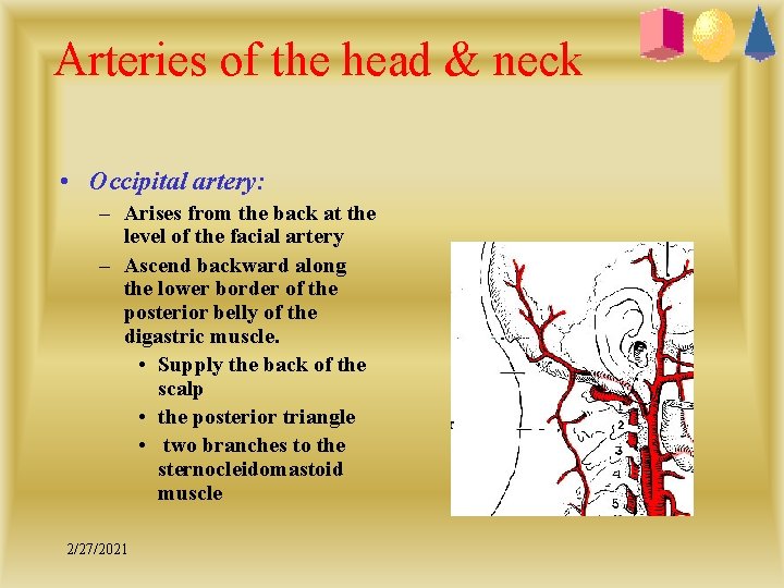 Arteries of the head & neck • Occipital artery: – Arises from the back