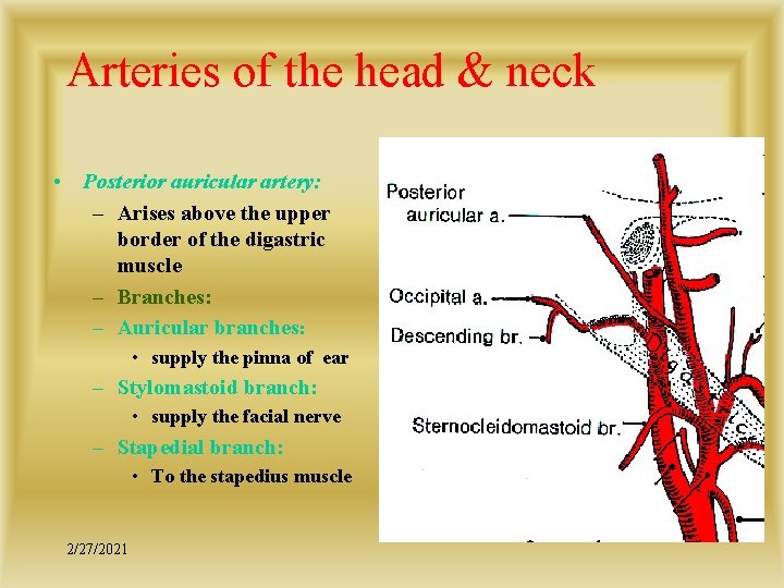 Arteries of the head & neck • Posterior auricular artery: – Arises above the