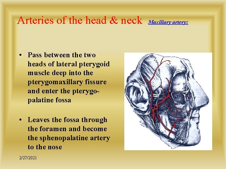 Arteries of the head & neck • Pass between the two heads of lateral