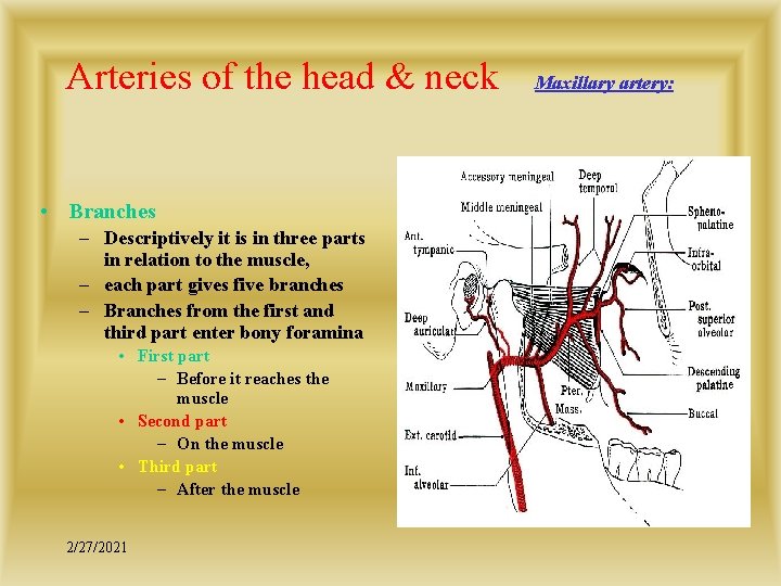 Arteries of the head & neck • Branches – Descriptively it is in three