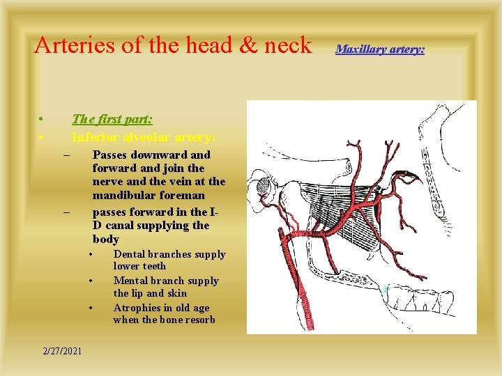 Arteries of the head & neck • • The first part: Inferior alveolar artery: