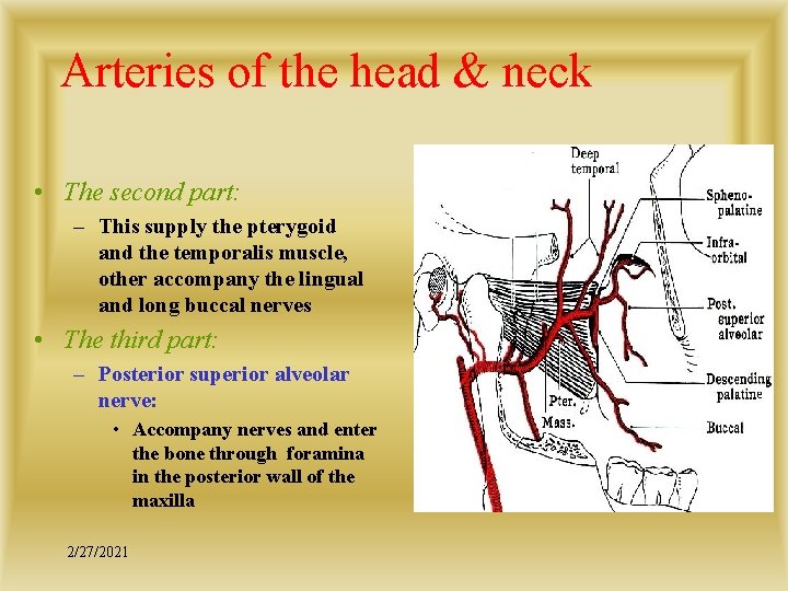 Arteries of the head & neck • The second part: – This supply the