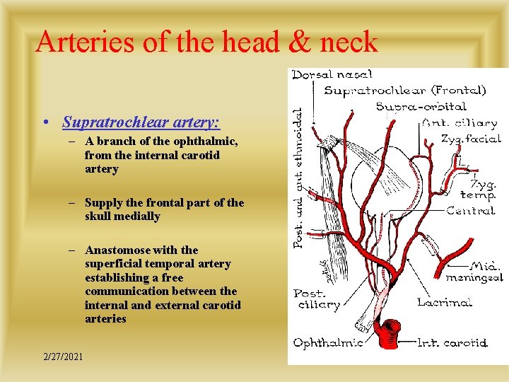 Arteries of the head & neck • Supratrochlear artery: – A branch of the