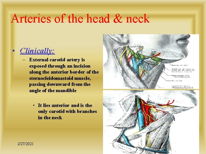 Arteries of the head & neck • Clinically: – External carotid artery is exposed