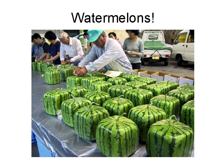 Watermelons! 