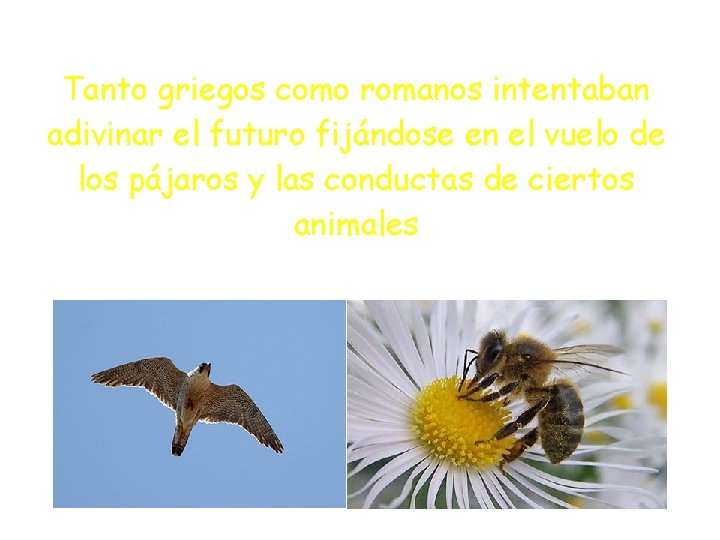 Tanto griegos como romanos intentaban adivinar el futuro fijándose en el vuelo de los