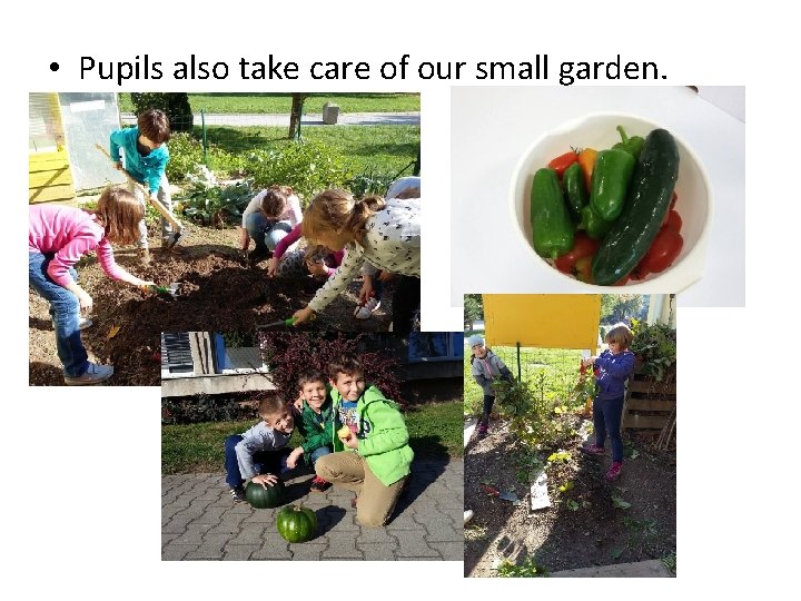  • Pupils also take care of our small garden. 
