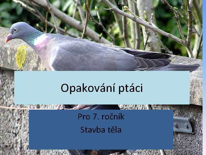 Opakování ptáci Pro 7. ročník Stavba těla 