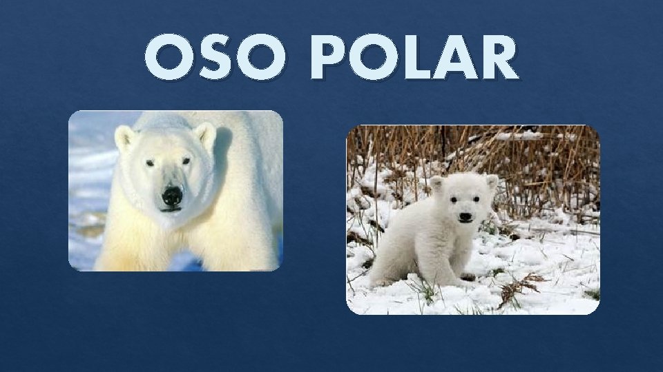 OSO POLAR 