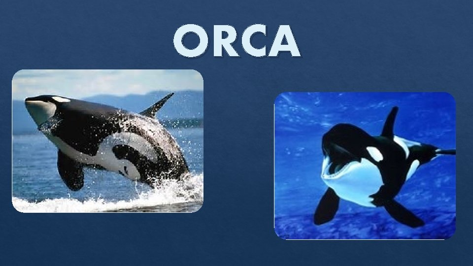ORCA 