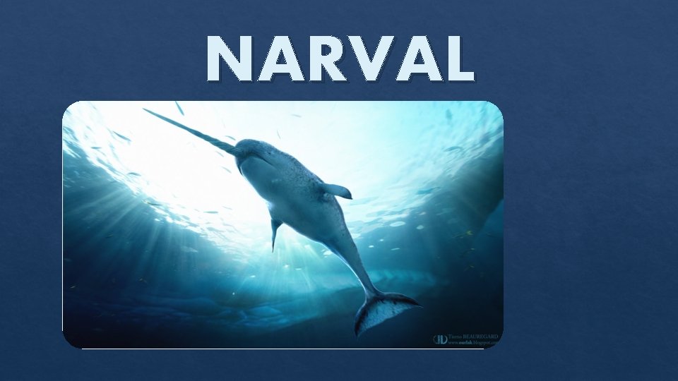 NARVAL 