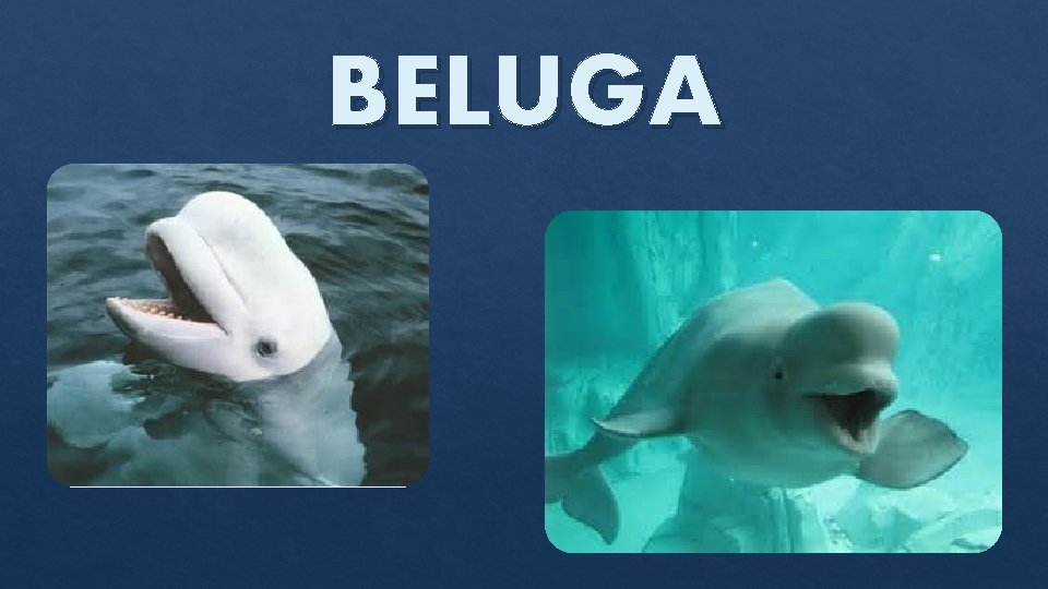 BELUGA 