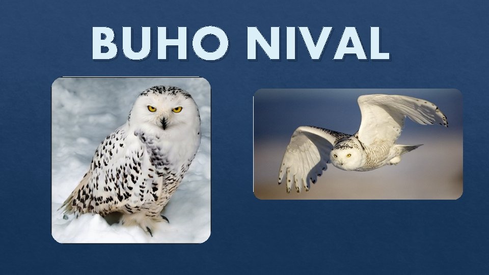 BUHO NIVAL 