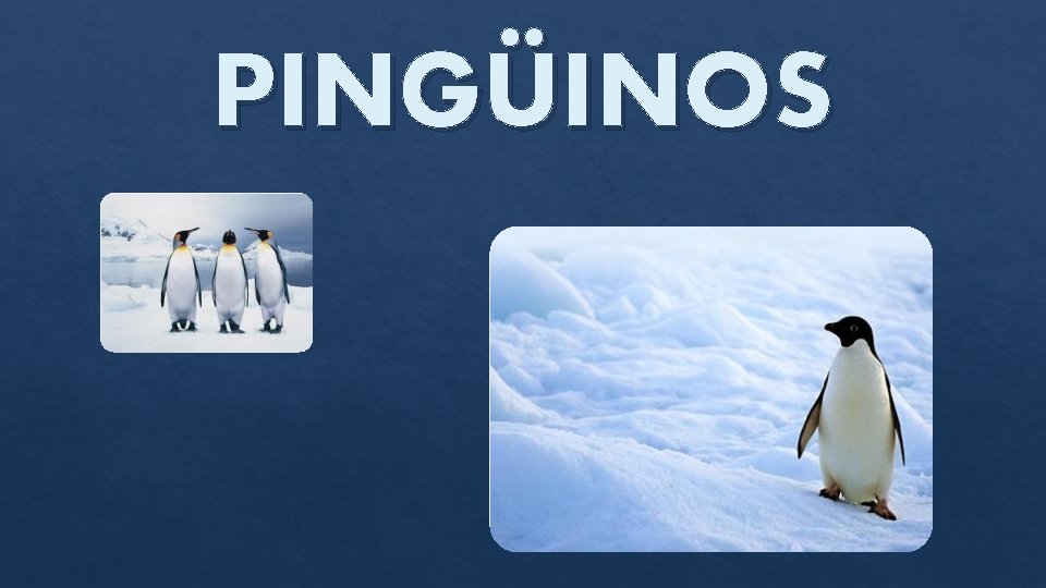 PINGÜINOS 