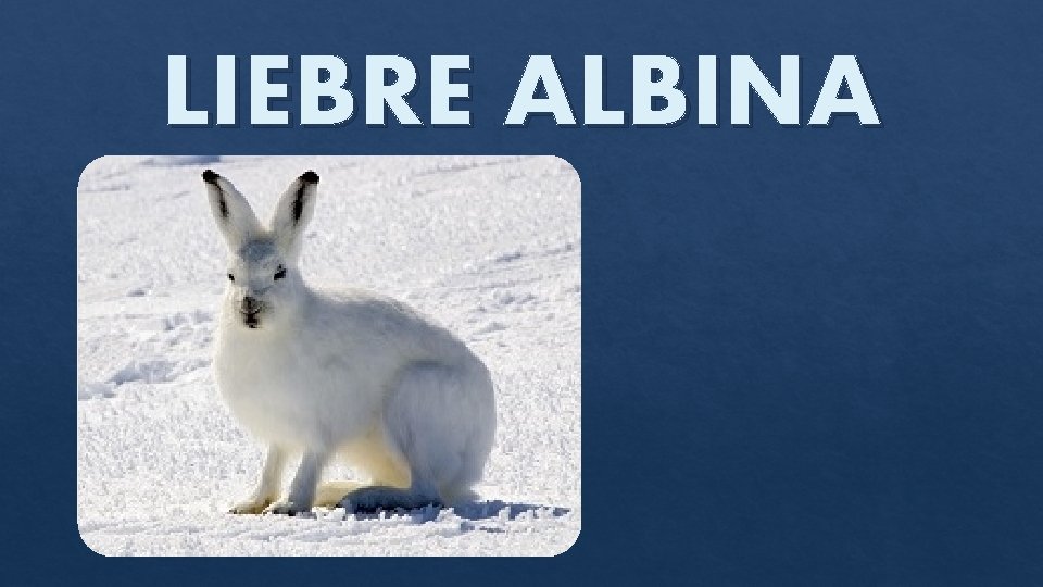 LIEBRE ALBINA 