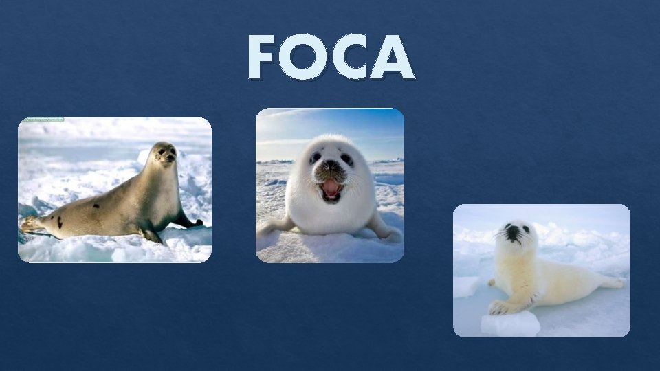 FOCA 