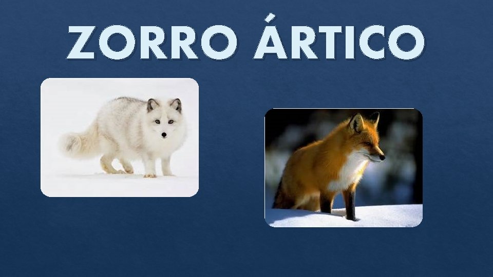 ZORRO ÁRTICO 