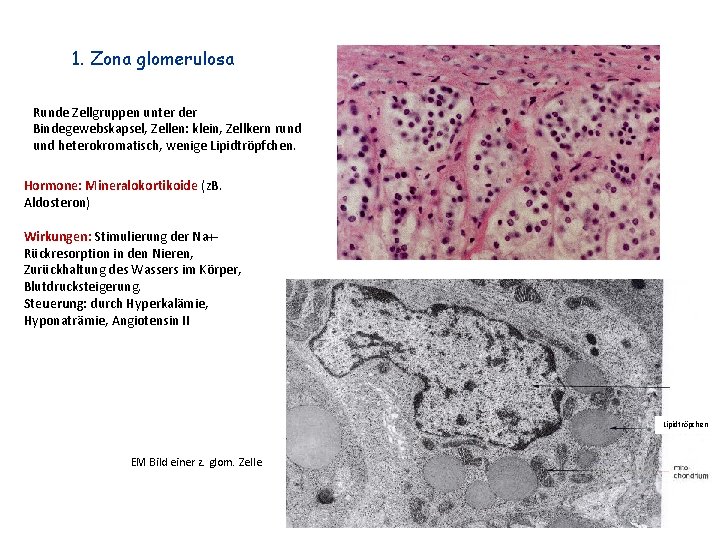 1. Zona glomerulosa Runde Zellgruppen unter der Bindegewebskapsel, Zellen: klein, Zellkern rund heterokromatisch, wenige