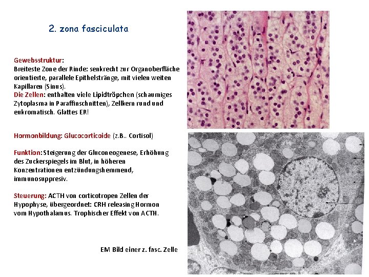 2. zona fasciculata Gewebsstruktur: Breiteste Zone der Rinde: senkrecht zur Organoberfläche orientierte, parallele Epithelstränge,