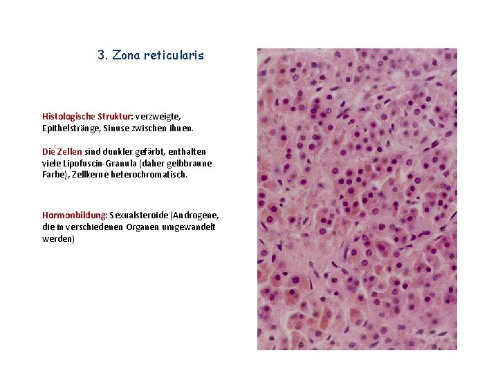 3. Zona reticularis Histologische Struktur: verzweigte, Epithelstränge, Sinuse zwischen ihnen. Die Zellen sind dunkler