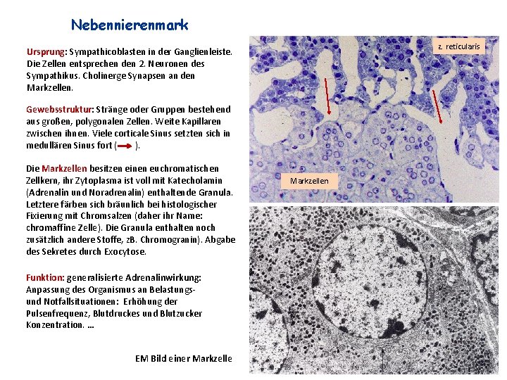 Nebennierenmark z. reticularis Ursprung: Sympathicoblasten in der Ganglienleiste. Die Zellen entsprechen den 2. Neuronen