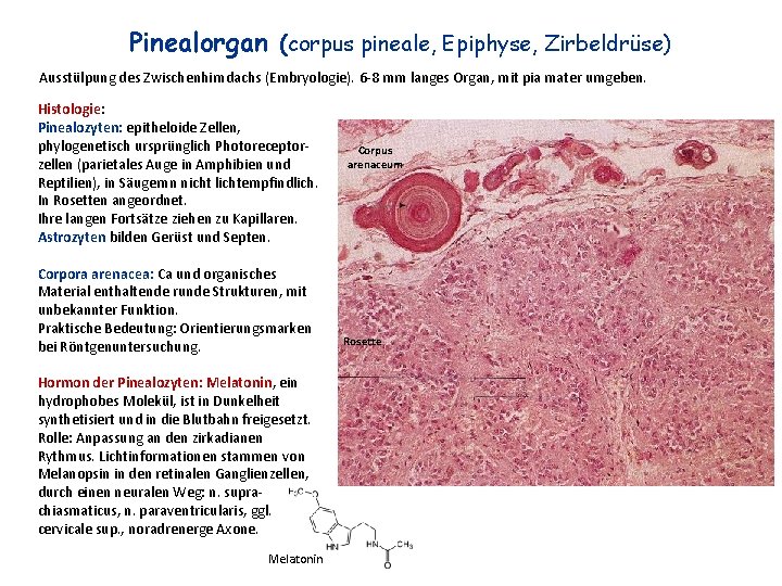 Pinealorgan (corpus pineale, Epiphyse, Zirbeldrüse) Ausstülpung des Zwischenhirndachs (Embryologie). 6 -8 mm langes Organ,