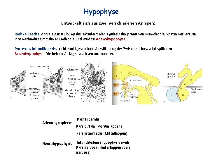 Hypophyse Entwickelt sich aus zwei verschiedenen Anlagen: Rathke-Tasche, dorsale Ausstülpung des ektodermalen Epithels der