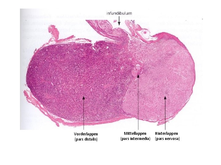 Vorderlappen (pars distalis) Mittellappen (pars intermedia) Hinterlappen (pars nervosa) 