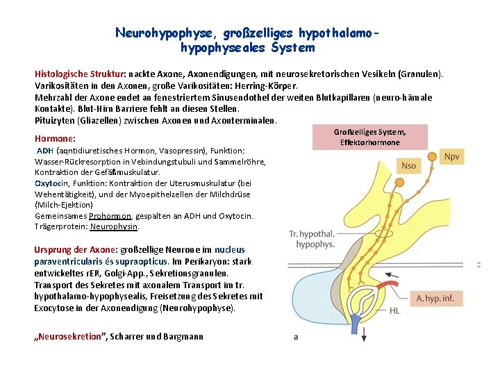 Neurohypophyse, großzelliges hypothalamohypophyseales System Histologische Struktur: nackte Axone, Axonendigungen, mit neurosekretorischen Vesikeln (Granulen). Varikositäten