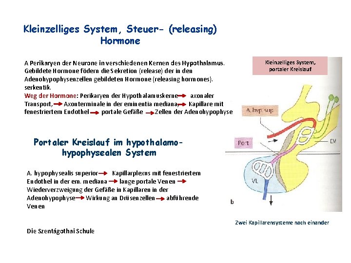 Kleinzelliges System, Steuer- (releasing) Hormone A Perikaryen der Neurone in verschiedenen Kernen des Hypothalamus.