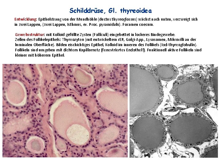 Schilddrüse, Gl. thyreoidea Entwicklung: Epithelstrang von der Mundhöhle (ductus thyreoglossus) wächst nach unten, verzweigt