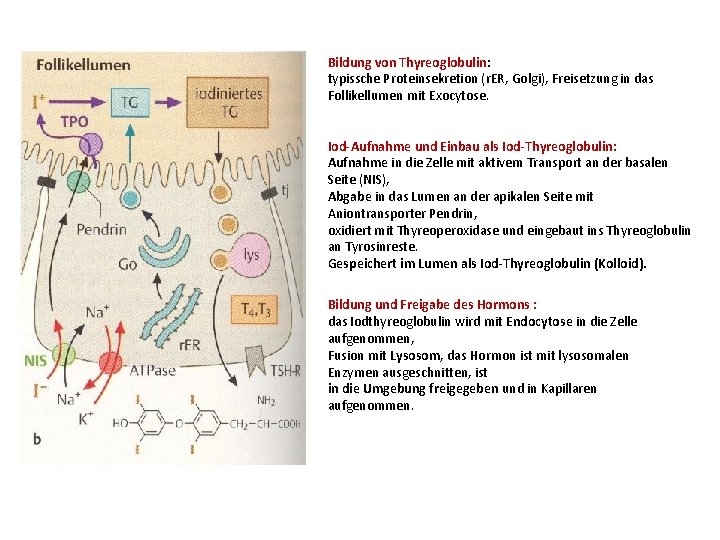 Bildung von Thyreoglobulin: typissche Proteinsekretion (r. ER, Golgi), Freisetzung in das Follikellumen mit Exocytose.