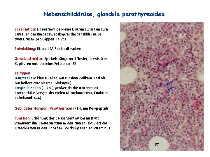 Nebenschilddrüse, glandula parathyreoidea Lokalisation: Linsenförmige kleine Drüsen zwischen zwei Lamellen der Bindegewebskapsel der Schilddrüse.