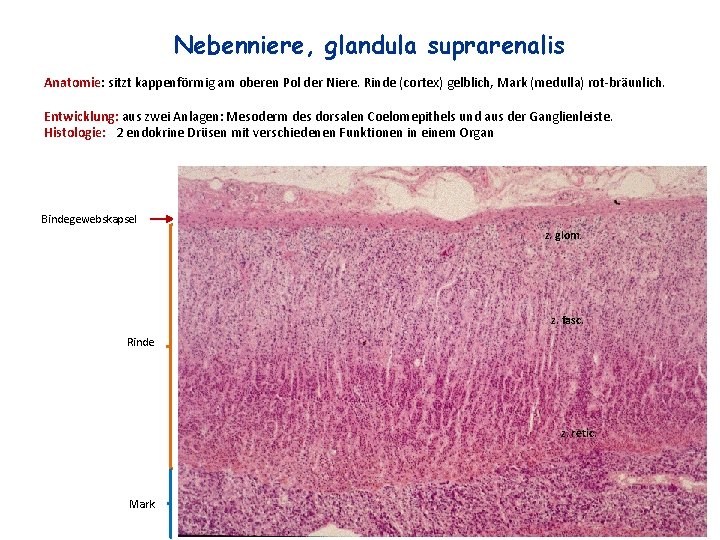 Nebenniere, glandula suprarenalis Anatomie: sitzt kappenförmig am oberen Pol der Niere. Rinde (cortex) gelblich,