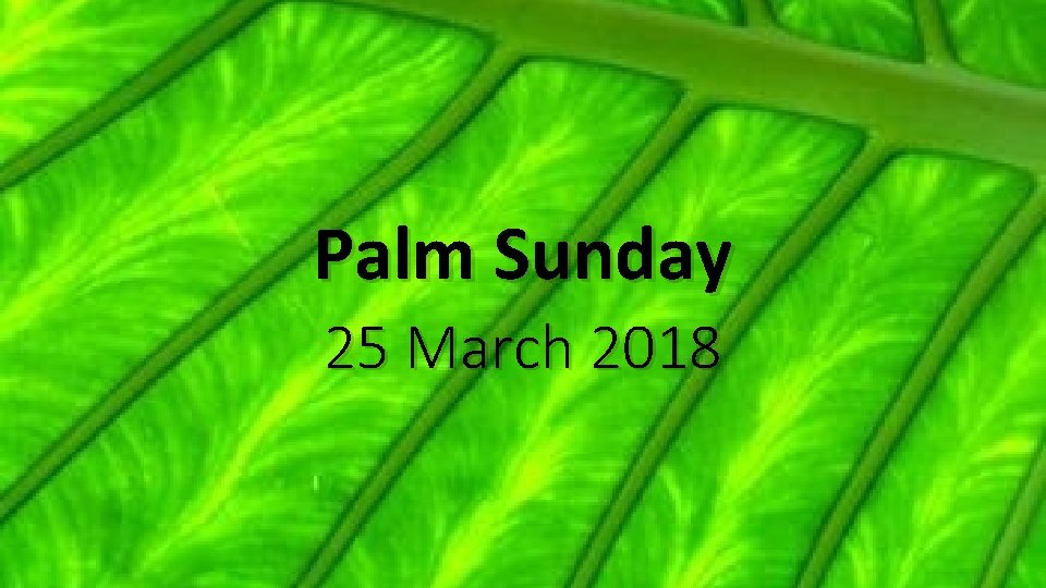 Palm Sunday 25 March 2018 