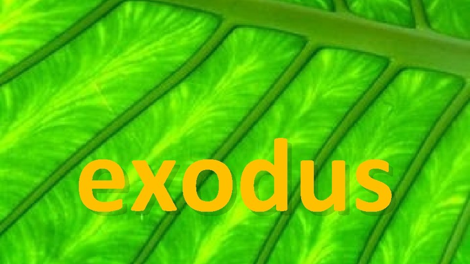 exodus 