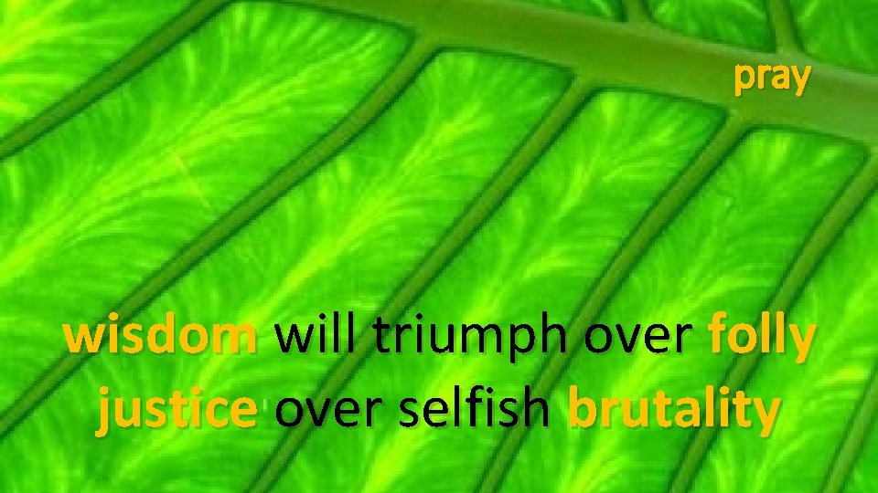 pray wisdom will triumph over folly justice over selfish brutality 