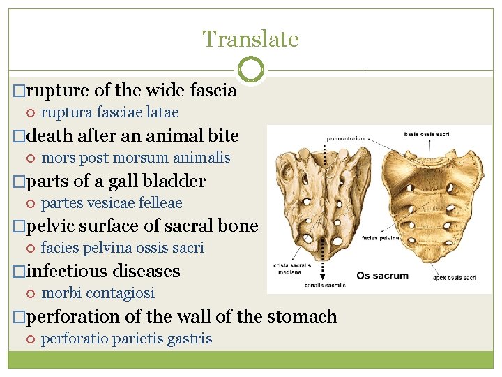 Translate �rupture of the wide fascia ruptura fasciae latae �death after an animal bite