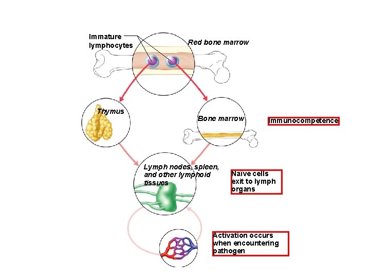 Immature lymphocytes Thymus Red bone marrow Bone marrow Lymph nodes, spleen, and other lymphoid