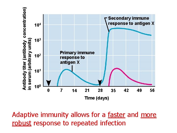 Antibody titer (antibody concentration) in serum (arbitrary units) Secondary immune response to antigen X