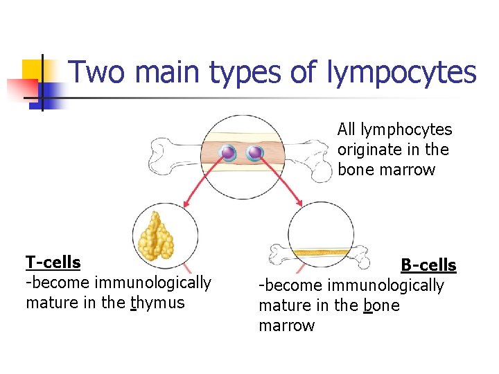 Two main types of lympocytes All lymphocytes originate in the bone marrow T-cells -become