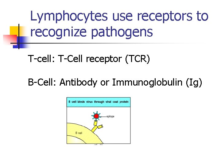 Lymphocytes use receptors to recognize pathogens T-cell: T-Cell receptor (TCR) B-Cell: Antibody or Immunoglobulin