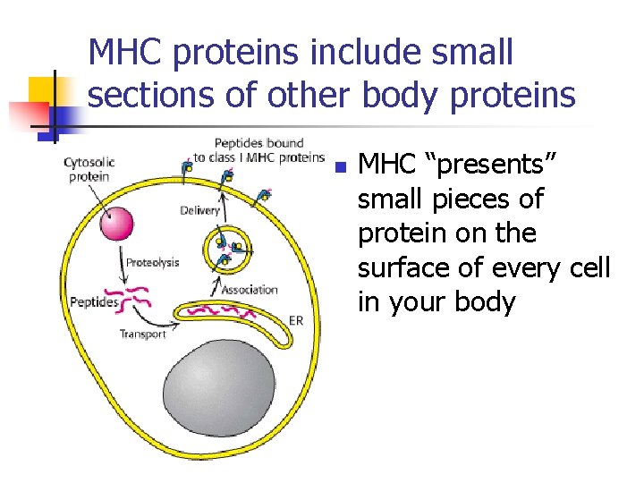 MHC proteins include small sections of other body proteins n MHC “presents” small pieces