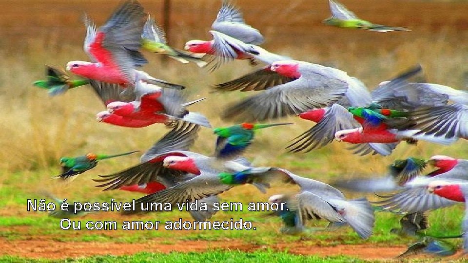 Não é possível uma vida sem amor. Ou com amor adormecido. 