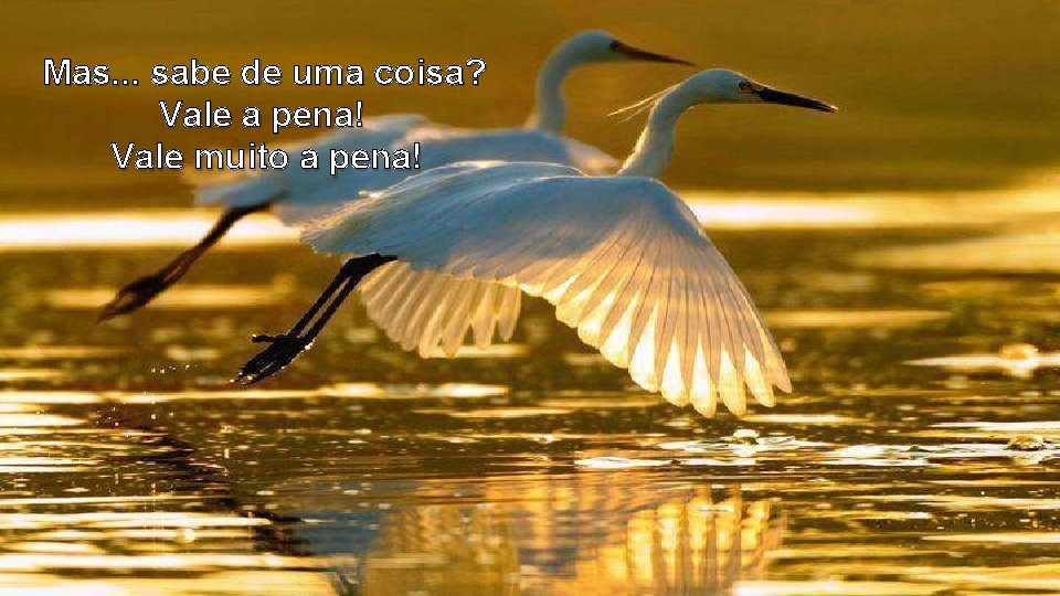 Mas. . . sabe de uma coisa? Vale a pena! Vale muito a pena!