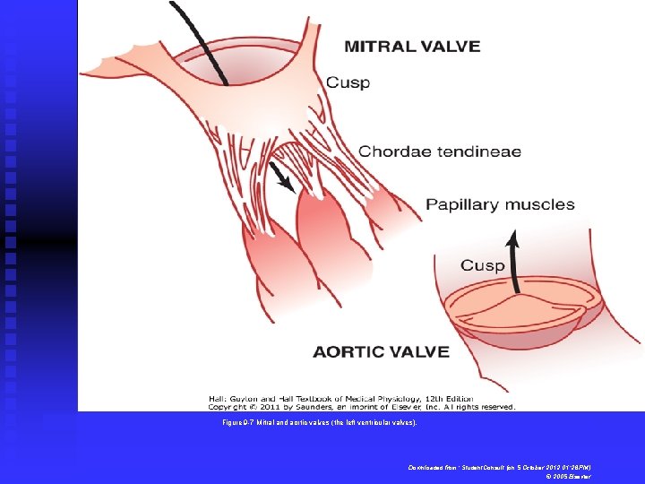 Figure 9 -7 Mitral and aortic valves (the left ventricular valves). Downloaded from: Student.