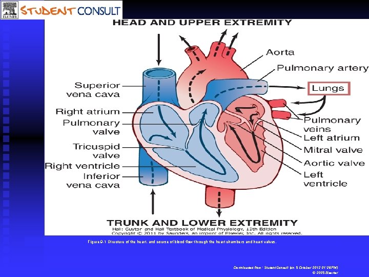 Figure 9 -1 Structure of the heart, and course of blood flow through the