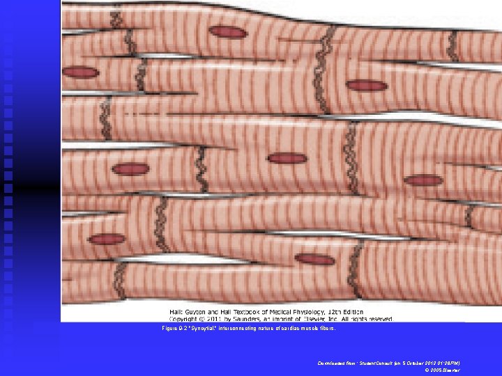Figure 9 -2 "Syncytial, " interconnecting nature of cardiac muscle fibers. Downloaded from: Student.