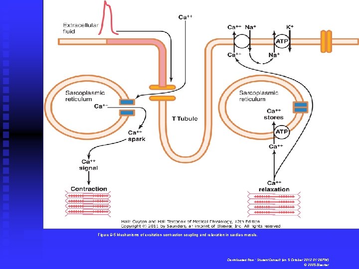 Figure 9 -5 Mechanisms of excitation-contraction coupling and relaxation in cardiac muscle. Downloaded from: