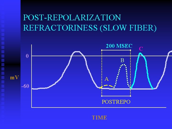 POST-REPOLARIZATION REFRACTORINESS (SLOW FIBER) 200 MSEC 0 m. V B A -60 POSTREPO TIME